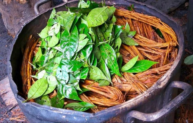 Ayahuasca Çayı İçeriği